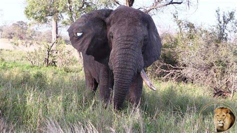oldest elephant alive  kruger national park youtube