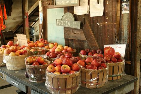The 27 Best Farms For Apple And Pumpkin Picking Near Nyc For