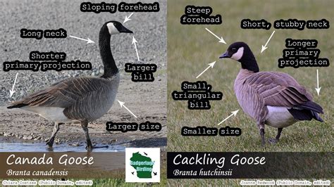 id tips cackling goose  canada goose youtube