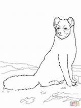 Arctic Fox Coloring Pages Sitting Drawing Hare Printable Getdrawings Getcolorings Categories sketch template