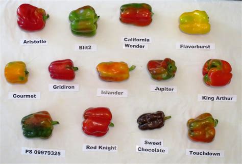 screening sweet peppers  organic farming eurekalert