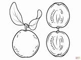Guava Coloring Pages Cross Section Drawing Fruit Its Tree Fruits Guavas Printable Dragon Template Sketch sketch template