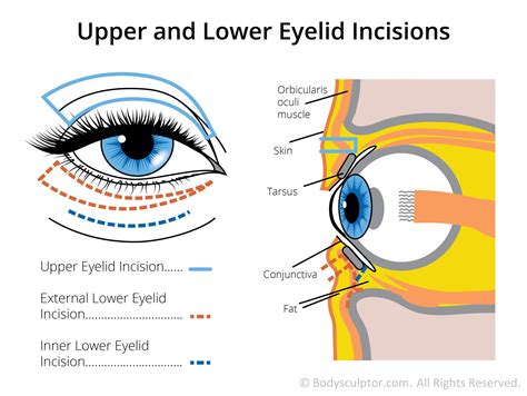 anatomy   eyelid anatomy