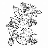Raspberry Forest Berries Coloring Leaves Sketch Branch Book Illustration Raspberries Monochrome Berry Preview sketch template