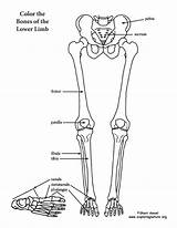 Lower Limb Leg Coloring Foot Thigh Bones Skeleton Skeletal System Drawing Pelvis Human Back Diagram Label Anatomy Girdle Body Pelvic sketch template