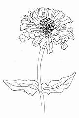 Zinnia Elegans sketch template