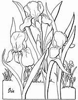 Iris Thegraphicsfairy Simple Irises sketch template