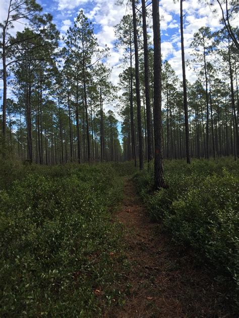day hike   ft  osceola national forest hiked east