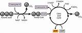 Respiration Cellular Cycle Krebs Figure Acid Citric Libretexts Acetyl Pyruvate Pageindex Coa Entering Converted Cc Before Into sketch template