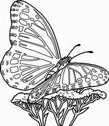 Coloring Pages Butterfly Printable Butterflies Kids sketch template