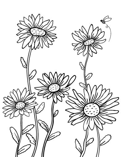 daisy coloring page coloring pages  coloring pages