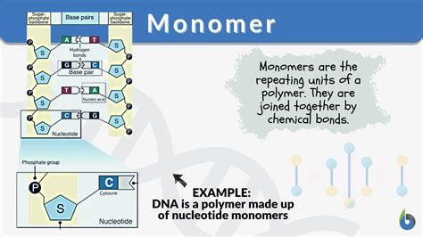 monomer definition  examples biology  dictionary