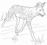 Dog Wild African Painted Coloring Pages Hunting Drawing Dogs Printable Categories sketch template