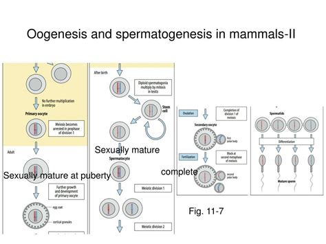 ppt chapter 11 germ cells fertilization and sex
