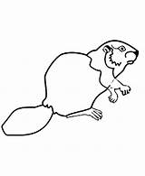 Beaver Coloringsun sketch template