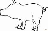 Pig Outline Coloring Pages Drawing Clipart Printable Cliparts Clip sketch template