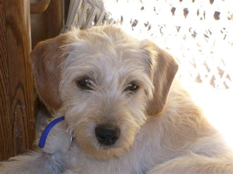 terrier poodle mix meet scruffy terrier poodle mix poodle mix puppies