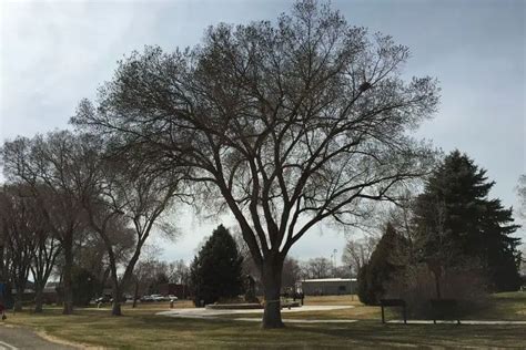 common elm trees  utah  identification regional gardening