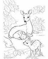 Coloring Pages Deer Hunting Duck Cute Antler Getcolorings Getdrawings Printable Color Baby Colorings sketch template