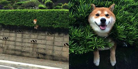 omg how cute shiba inu stuck in a hedge omg blog [the original since 2003]