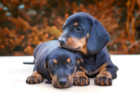 dachshund breeders   top  picks