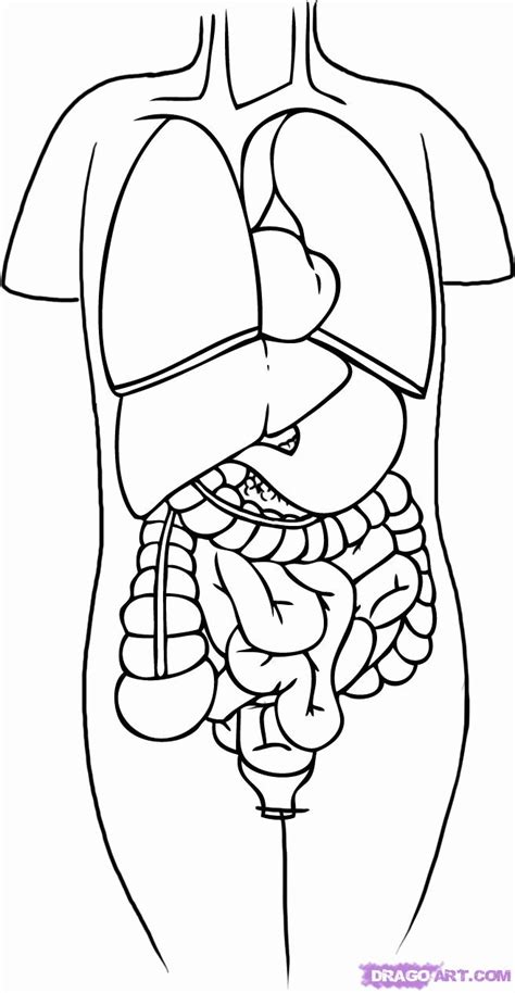 anatomy  physiology coloring pages coloring home