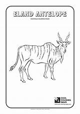 Coloring Pages Eland Animals Cool Antelope Mammals Kids sketch template