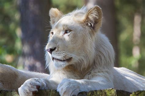 simba  lion king