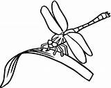 Dragonfly Coloring Pages Printable Kids Clipart Drawing Eating Line Dragonflies Colouring Simple Print Clip Cartoon Capung Insect Mewarnai Gambar Clipartbest sketch template
