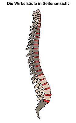 antomie die wirbelseule