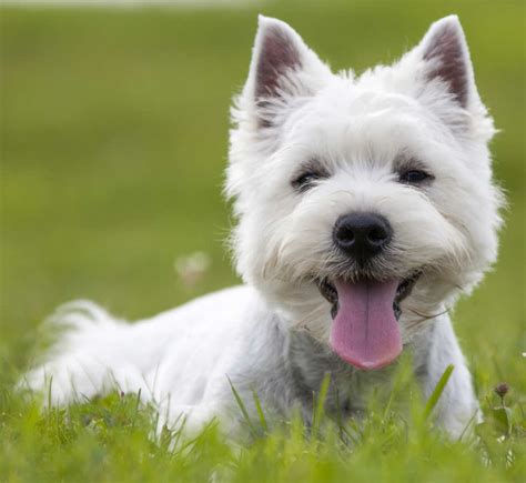 breed  puppy  west highland white terrier