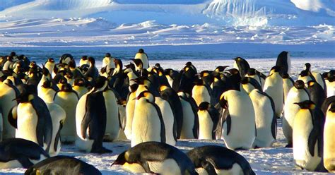 true  joe biden harassing children  flying penguins   south pole