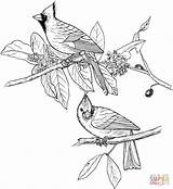 Cardinal Coloring Pages Cardinals Printable Red Drawing Bird Supercoloring Adult Northern Birds Color Books Book Aves Colouring Patterns Dibujos Adults sketch template
