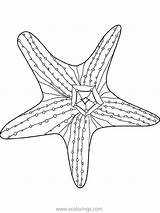 Starfish Sheet Realistic Coloring Xcolorings 800px 49k 600px Resolution Info Type  Size Jpeg sketch template