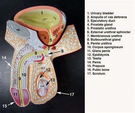 male reproductive model reproductive system human body systems