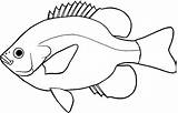 Fish Easy Drawing Draw Paintingvalley Drawings sketch template