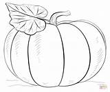 Coloring Pumpkins Pages sketch template