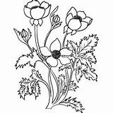 Blomster Fargelegging Vakre sketch template