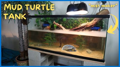 setting   mud turtle tank jungle themed  youtube