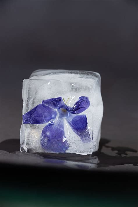 ice flowers  fun  home project  beautiful  life  petapixel