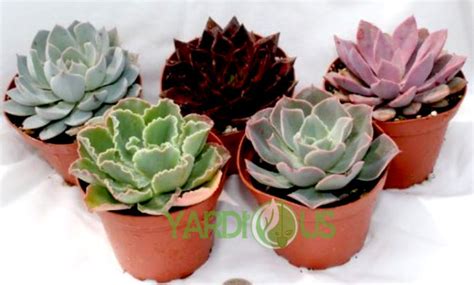echeveria lola the best detailed guide health benefits included