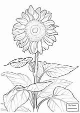 Monet Claude Drawing Coloring Sunflower Getdrawings sketch template