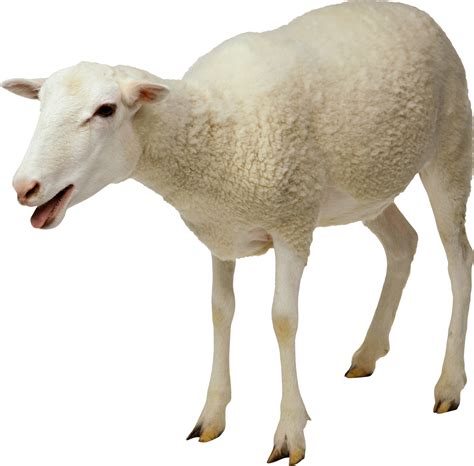 sheep png clip art library