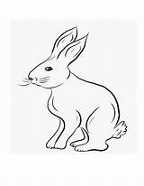Bunny Kelinci Sketsa Bestcoloringpagesforkids Lucu Rabbits Hasen Diwarnai Putih Bertebaran Tetapi Pilihan Sebenarnya sketch template