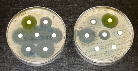 introduction  culturing bacteria technology networks