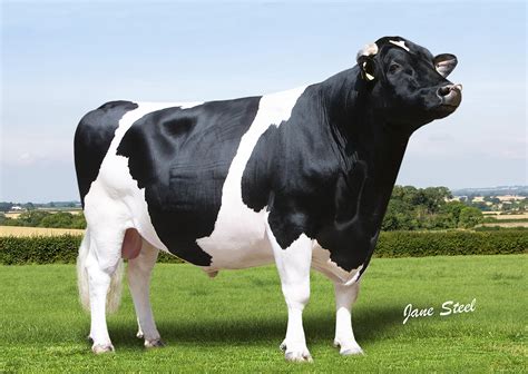 genus     top ten friesian bulls farming life