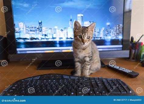 business kitty stock image image  city kitten domestic