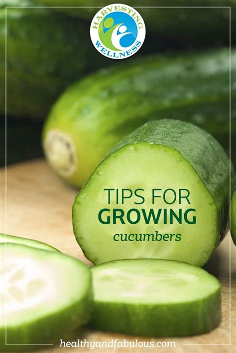 tips for growing cucumbers tips avocado watermelon