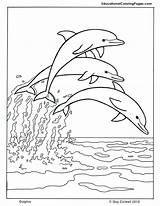 Dolphin Colouringpages sketch template