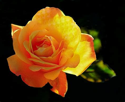 orange rose  beaverton   backlighting nature